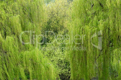 Weeping willow trees
