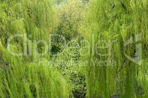 Weeping willow trees