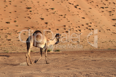 Camels