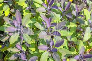 Salbei, Salvia officinalis