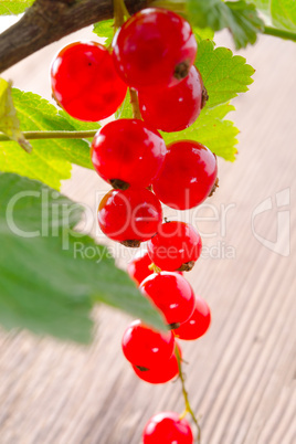 rot johannisbeeren