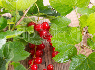 rot johannisbeeren