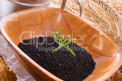 black cumin (nigella sativa)