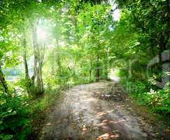 Dawn on the road in the forest