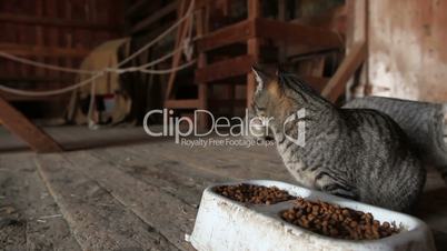 Barn Cats Feeding