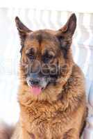 Portrait of sad shepherd dog