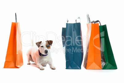 Hund mit Einkaufstüten
