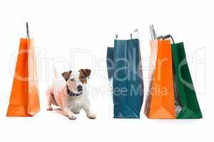 Hund mit Einkaufstüten