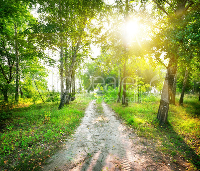 Road in a birch forest