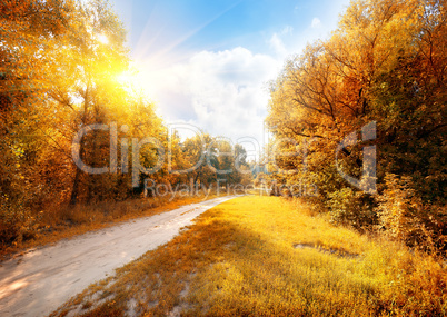 Road in a colorful autumn forest