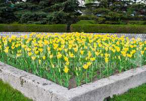 flower-bed with yellow tulips