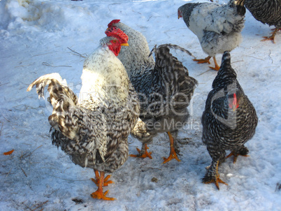 hens on a court yard