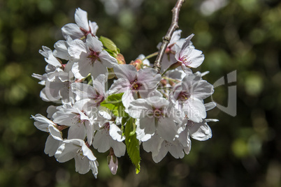 Japanische Kirsche - Japanese Cherry