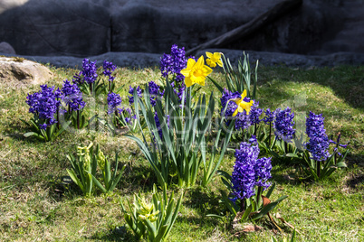 Frühlingsblumen - spring flowers