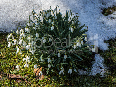 Harbinger of spring - Frühlingsbote