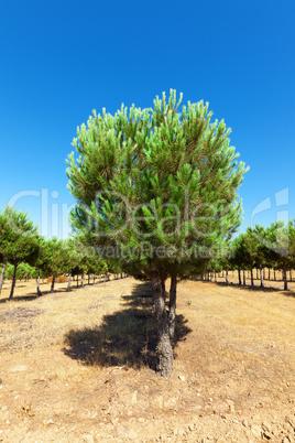 Evergreen fir plantation