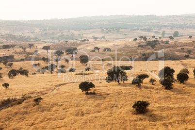 Rural landscape with grassland and a mist