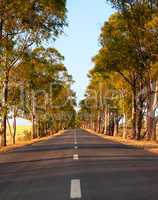 Tree-lined tarred road