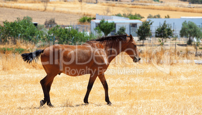 Horse walking through a pasture