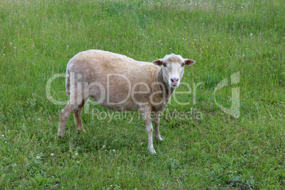 gray sheep grazing on a grass