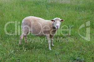gray sheep grazing on a grass