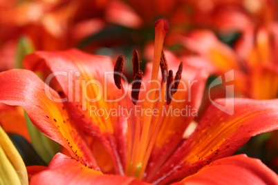 beautiful redheaded lilies