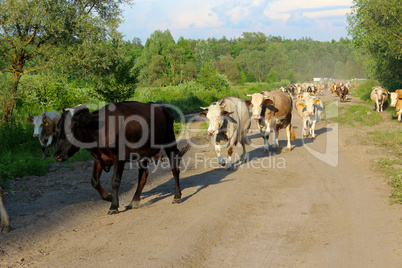 cows coming back from pasture