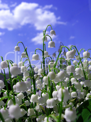 beautiful flowers of a lily of the valley
