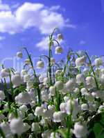 beautiful flowers of a lily of the valley