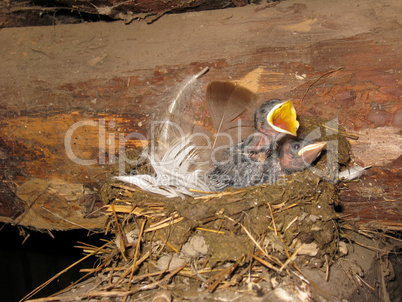 nest of a swallow with nestlings