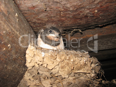 swallow sitting in the nest