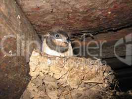 swallow sitting in the nest