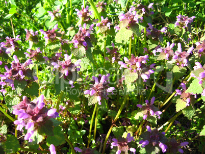 some beautiful blue flowers