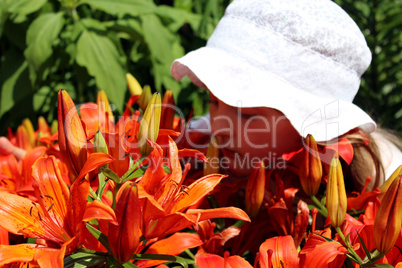 little girl smells lilies on the flower-bed