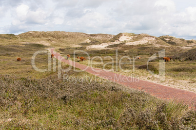 Dünenlandschaft in Holland, dune landscape in the Netherland