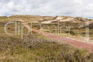 Dünenlandschaft in Holland, dune landscape in the Netherland