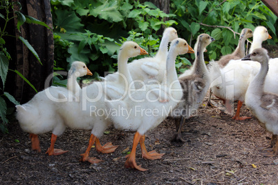 some young goslings in the village