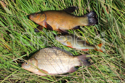 caught fishes tench, perch and crucian