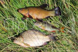 caught fishes tench, perch and crucian