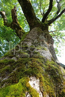 Alter Baum