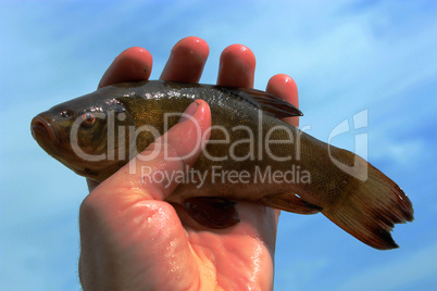 caught big tench lying in the human hand