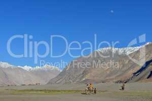 Indien, Ladakh, Nubra Tal