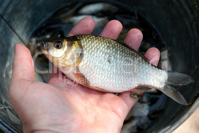 caught big crucian in hand