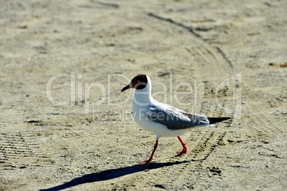 Indien, Ladakh, Pangong See, Möwe