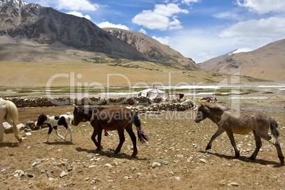 Indien, Ladakh, Esel