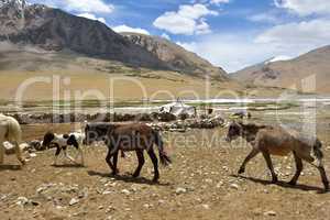 Indien, Ladakh, Esel