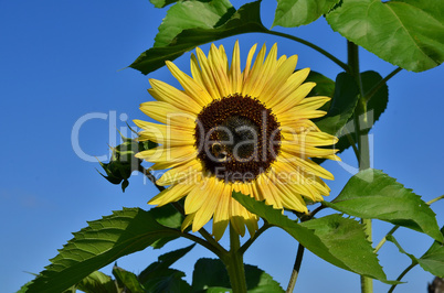 gelbe Sonnenblume blauer Himmel