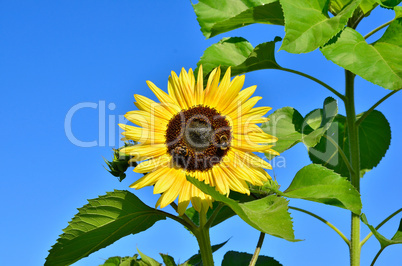 gelbe Sonnenblume blauer Himmel