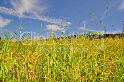 Landschaft Feld Sommer