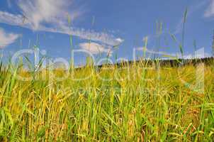 Landschaft Feld Sommer